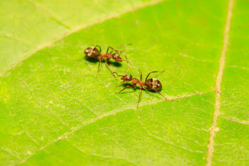 Formica fusca on plant