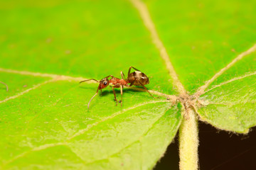 Formica fusca on plant