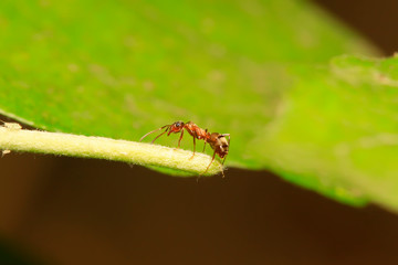 Formica fusca on plant