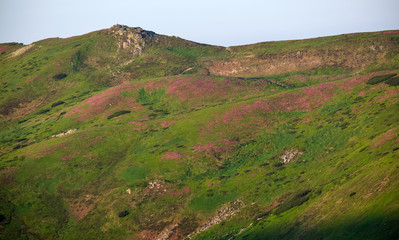 Fototapeta premium Pink rose rhododendron flowers on summer mountain slope