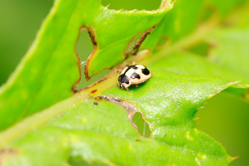 Propylaea japonica on plant