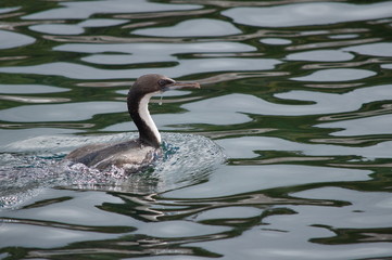 Imperial shag in the water, the Beagle Channel, Tierra del Fuego, Argentina