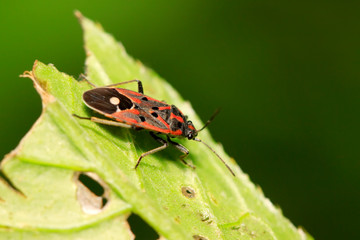 chinch bug on plant