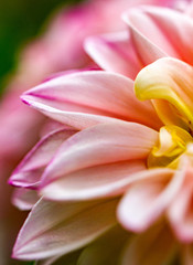 Obraz premium closeup of pink dahlia