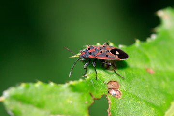 chinch bug on plant