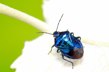 Zicrona caerulea on plant