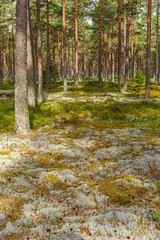 Pine forest with reindeer lichen on the ground