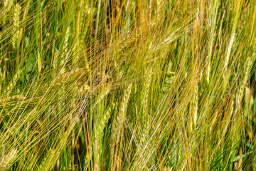 Seed straws on a field