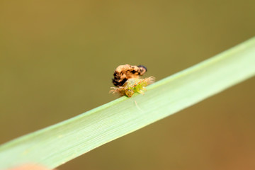 Hispidae insects larvae on plant