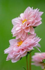 pink Dahlia on green background