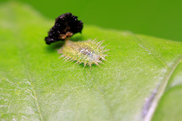 Hispidae insects larvae on plant