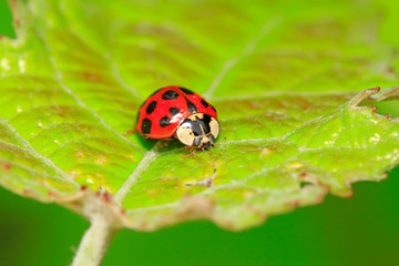 Harmonia axyridis on plant