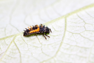 Harmonia axyridis ladybugs on plant