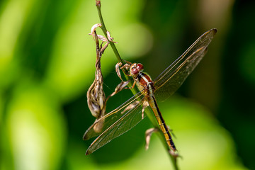 Beautiful dragonfly 