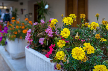 Fototapeta na wymiar Yellow marigold flowers in flowerpot on a porch