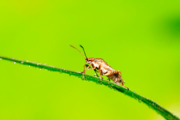 stinkbug on plant