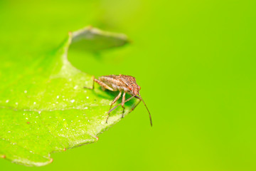 stinkbug on plant