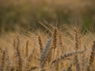 Outdoor nature sunset light