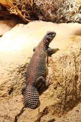 Uromastyx 