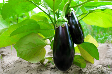 Ripe eggplant in the garden. Fresh organic eggplant. Purple eggplant grows in the soil. Eggplant...