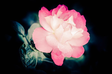 Obrazy na Szkle  Piękny różowy kwiat róży z kroplami wody