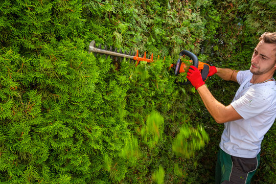 Mann schneidet Hecke Thuja im Garten