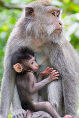 Female monkey and cute  baby breast feeding