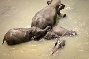 Big Asian elephants relaxing, bathing and crossing tropical river. Amazing animals in wild nature of Sri Lanka