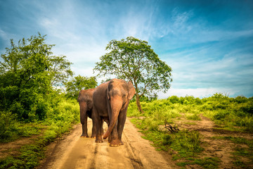 Big Asian elephants  at Udawalawe National Park, Sri Lanka - obrazy, fototapety, plakaty