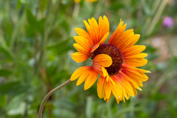Outdoor nature sunset light