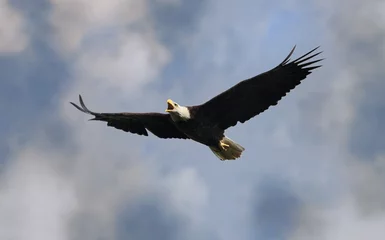 Foto op Plexiglas anti-reflex bald eagle flying in the sky © karlumbriaco