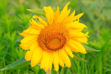 Sunflower flowers in a garden