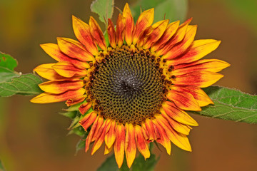 Sunflower flower
