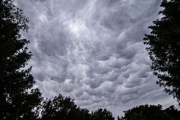 Huge Mammatus clouds in the sky. Great summer storm framed by trees.