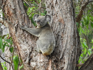 Koala