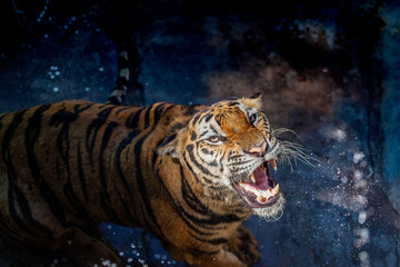 Tiger  action .