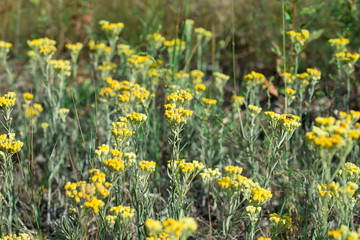 Helichrysum arenarium, dwarf everlast, immortelle yellow flowers