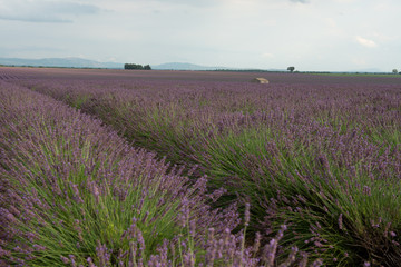 Fototapeta na wymiar Lavendel
