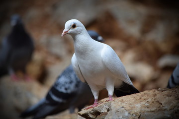 Photo of white pigeon with vignetting effect