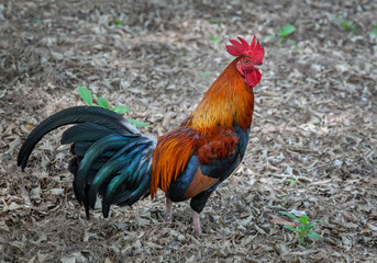 Bantam on nature background.