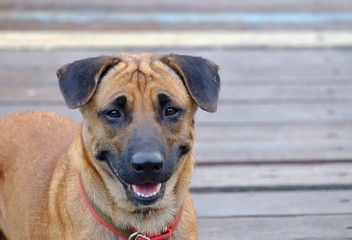 A Thai dog with smiling face standing on a small wooden  bridge 