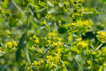 euphoria spurge green flowers with morning dew