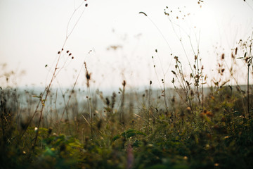 Beautiful wildflowers and herbs with spider web in sunny meadow at sunset in mountains. Gathering herbs in mountains, natural floral wallpaper.