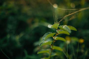 Beautiful wildflowers and herbs with spider web in sunny meadow at sunset in mountains. Gathering herbs in mountains, natural floral wallpaper. Copy space