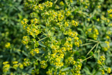 euphoria spurge green flowers with morning dew