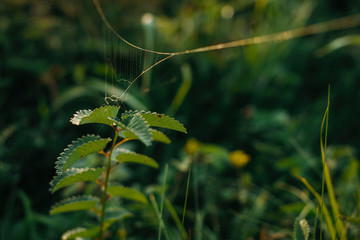 Beautiful wildflowers and herbs with spider web in sunny meadow at sunset in mountains. Gathering herbs in mountains, natural floral wallpaper. Copy space