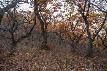 Obraz premium 자연풍경-가을산,나무,단풍6(울산바위)