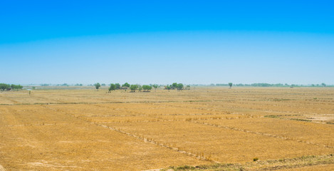 Fototapeta na wymiar view of wheat field after harvest in rahim yar khan,pakistan.