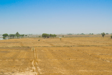 Obraz premium view of wheat field after harvest in rahim yar khan,pakistan.