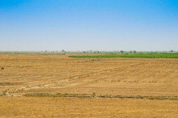 Fototapeta na wymiar view of wheat field after harvest in rahim yar khan,pakistan.